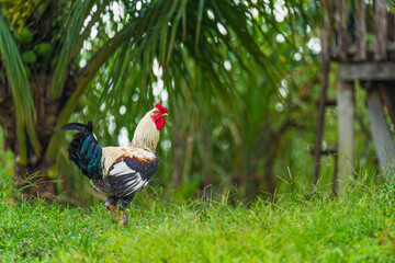 Rooster in an Amazonian village