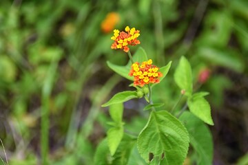 Tropical Wild Flower, brilliant color, in the tropical rainforest jungle of Costa Rica. 