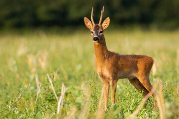 Naklejka na ściany i meble Roe deer, capreolus capreolus, buck standing on a stubble field in summer nature. Male mammal with antlers and orange fur illuminated by morning sun in green environment.