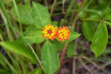 Tropical Wild Flower, brilliant color, in the tropical rainforest jungle of Costa Rica. 