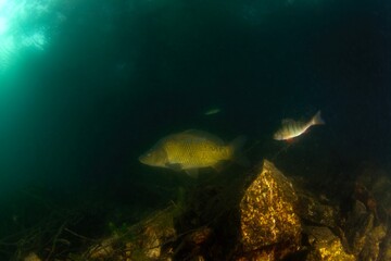 Naklejka na ściany i meble European carp during day dive. Carp is swimming near the bottom . Underwater life.