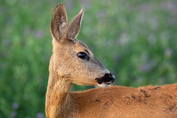 Roe deer, capreolus capreolus, doe looking behind over shoulder in close-up view on a green meadow in summer. Female mammal with large black eyes watching around in detail. Animal wildlife in nature.