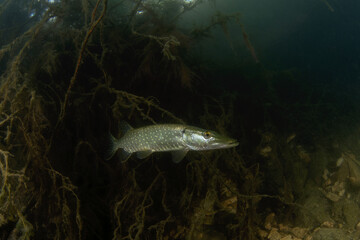 Northern pike is waiting in the dam. Pike during scuba dive. Underwater life. 