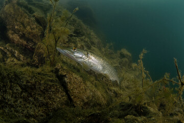 Northern pike is waiting in the dam. Pike during scuba dive. Underwater life. 