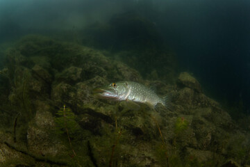 Northern pike is waiting in the dam. Pike during scuba dive. Underwater life. 