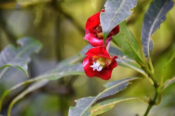 Tropical Wild Flower, brilliant color, in the tropical rainforest jungle of Costa Rica. 