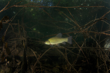 Tench during day dive. Tench is hiding in the brushwood in water . Underwater life. 