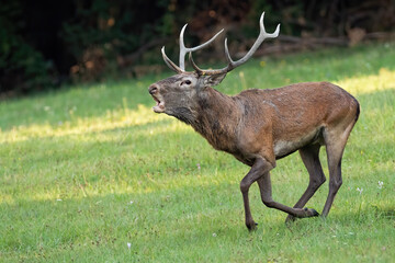 Red deer, cervus elaphus, galloping fast and roaring in rutting season. Male mammal with antlers calling with open mouth and challenging rivals. Animal wildlife in nature.