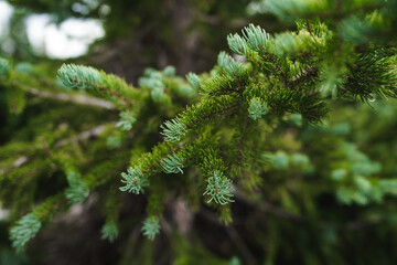 Soft macro of cool green evergreen needles with warm shadows lit by a diffuse cloudy sky