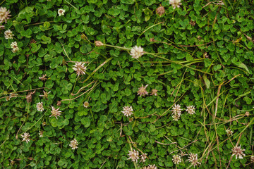 Macro of white clover field under soft diffuse cloudy light with twins and blooms