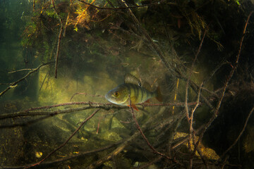 European perch during day dive. Perch is hiding in the brushwood in water . Underwater life. 
