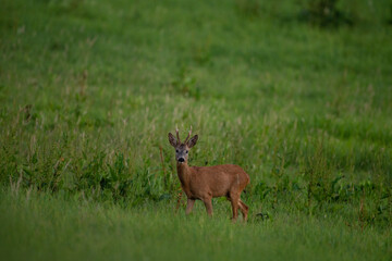 Roe deer during rutting time. Male of roe on the meadow. Wildlife in Europe. 