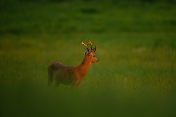 Roe deer during rutting time. Male of roe on the meadow. Wildlife in Europe. 