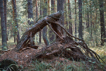 stump in the forest