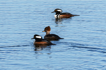 Wild birds on blue water, Hooded Mergansers ducks two male black over brown, white side of head one female black body brown head, on pea Island NC Outer Banks winter migration. Horizontal Photograph 