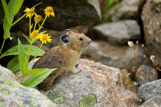 A Pika pauses for a moment next to a bunch of alpine wildflowers ... American Pika are an indicator species for climate change