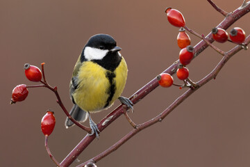 Great tit, parus major, sitting on a rosehip twig in autumn nature. Little bird with yellow belly resting on a branch with red berries and thorns. Animal wildlife from front view.