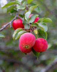 Ripe juicy apples on a branch. Orchard, farm, harvest.