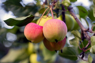 Ripe juicy apples on a branch. Orchard, farm, harvest.