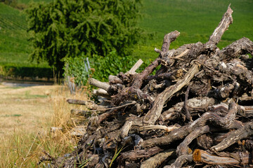 A heap of uprooted old vines on the vineyard background. Wine region. Vineyard rejuvenation.