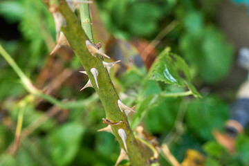 Thorns on the stem of a rose growing in the garden, close-up.
