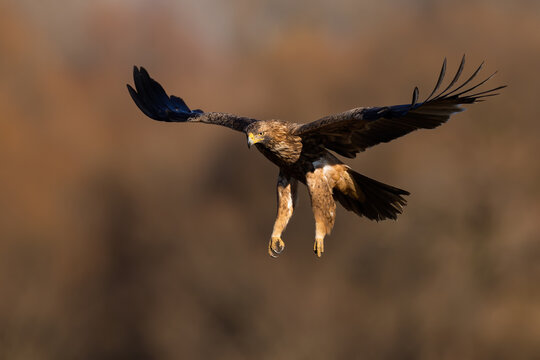 Front view of eastern imperial eagle, aquila heliaca, flying with open wings in autumn nature. Brown bird of prey landing against blurred forest in background.