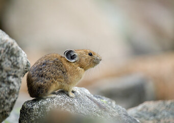 Naklejka na ściany i meble Pika - close up detailed portrait of a Pika atop a lookout rock on a talus-covered slope ... American Pika are an indicator species for climate change