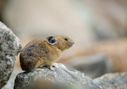 Pika - Close Up Detailed Portrait Of A Pika Atop A Lookout Rock On A Talus-covered Slope ... American Pika Are An Indicator Species For Climate Change