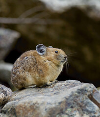 American Pika close up detailed portrait of a Pika in classic alpine talus habitat ... American Pika are an indicator species for climate change