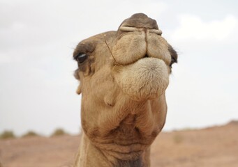 moroccan dromedary portrait looking up