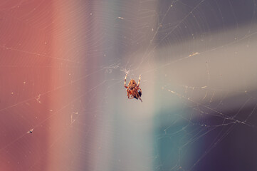 Orange spider with prey on a web