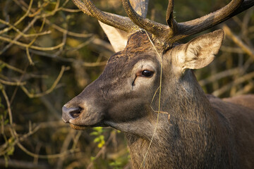 Red deer, cervus elaphus, stag looking aside in autumn forest in close-up view. Wild hoofed mammal with antlers watching around in forest. Portrait of animal wildlife in natural environment.