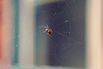 Orange spider with prey on a web