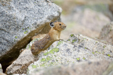 Naklejka na ściany i meble American Pika on the lookout in a talus pile ... American Pika are an indicator species for climate change
