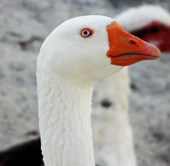 goose duck with blue eyes