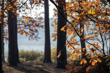 Autumn landscape with yellow oak leaves on a background of lake and forest. Selective focus.