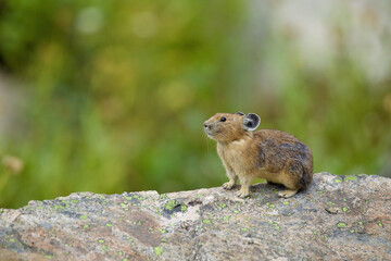 Naklejka na ściany i meble Pika perched atop her lookout rock ... American Pika are an indicator species for climate change