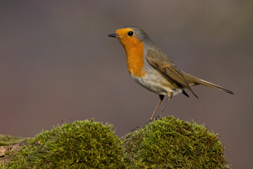 European robin, erithacus rubecula, sitting in a branch covered withe green moss from side view. Little redbreast in autumn forest with copy space. Animal wildlife in nature.