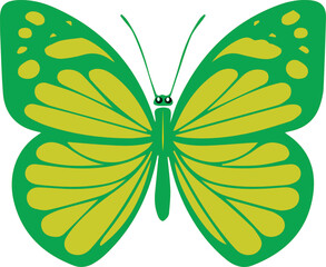 butterfly illustration