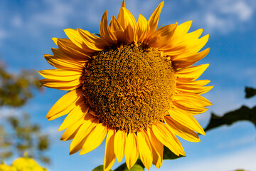 Sunflower cultivation at sunrise in the mountains of Alicante. - 531306937