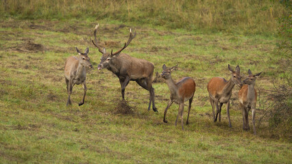 Naklejka premium Red deer, cervus elaphus, stag following hinds in heat during rutting season. Herd of wild animals walking on meadow with yellow grass. Front view of mammals.