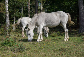 Obraz na płótnie Canvas two white horses grazing in natural habitat. wild horses roaming free in the New Forest National Park, England UK