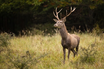Naklejka na ściany i meble Young red deer, cervus elaphus, sniffing with nose and stretching neck in attentive pose on a glade. Brown mammal with antlers looking around with interest on a meadow with copy space.