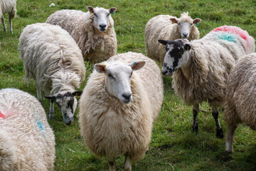 A flock of woolly sheep in grazing field. Farm animals in enclosure. curious sheep in the countryside 