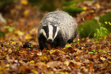 European badger, meles meles, walking on orange leaves in autumn forest from front view. Wild animal with black and white stripes approaching on colorful foliage in vivid environment. © WildMedia