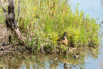 American Black Duck Near The Pond