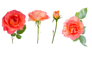 Orange roses, buds and leaves isolated transparent png