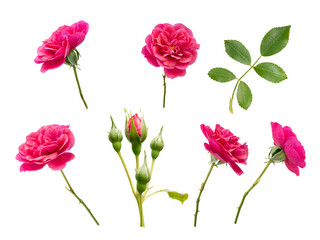 Pink roses, buds and leaves isolated transparent png