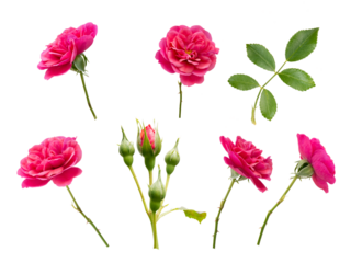 Pink roses, buds and leaves isolated transparent png