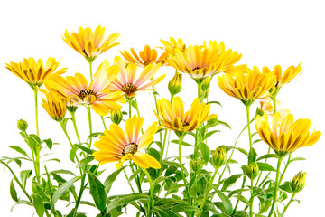 Closeup of isolated yellow Osteospermum flower blossoms - 531307904